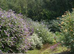 Botanische tuin, heide